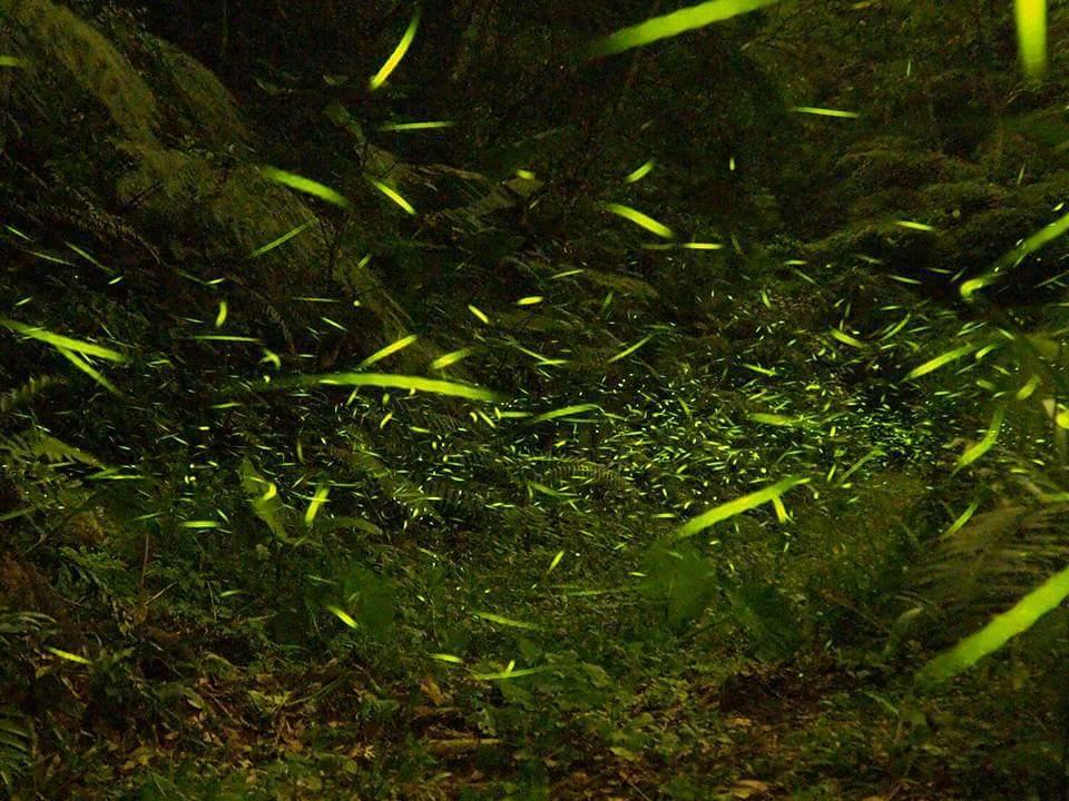 Jinshi Starlight Forest B&B מראה חיצוני תמונה